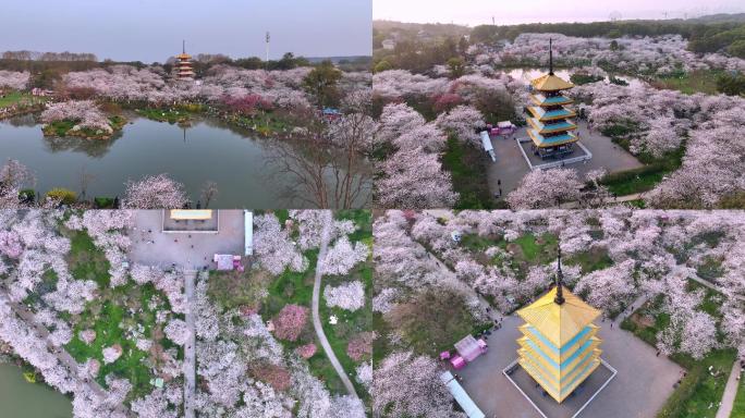 武汉东湖樱园樱花季4k