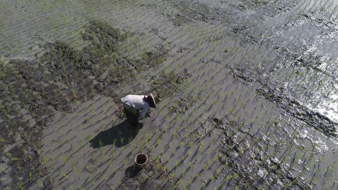 水稻秧苗移栽插秧的人农民工