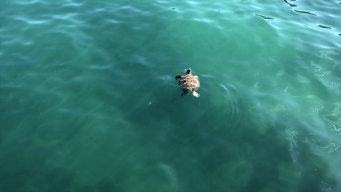 一只濒临灭绝的海龟在礁石上觅食时浮出水面呼吸