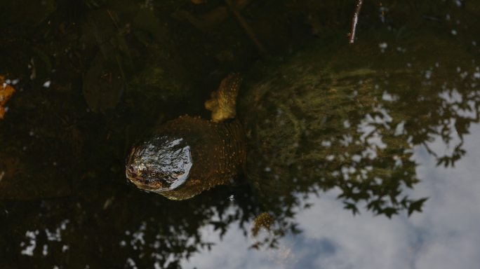 野生海龟被淹没乌龟水波天气晴朗