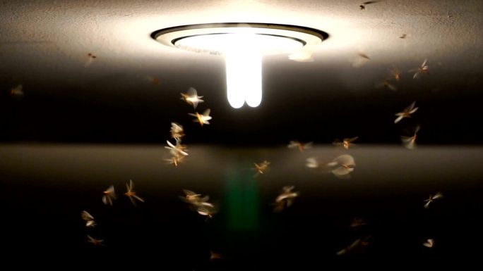 蜉蝣成群结队飞舞的慢镜头，虫子的生活理念