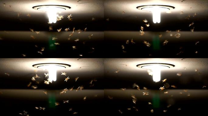蜉蝣成群结队飞舞的慢镜头，虫子的生活理念