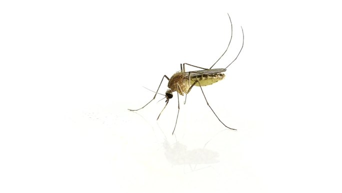 蚊子传染病