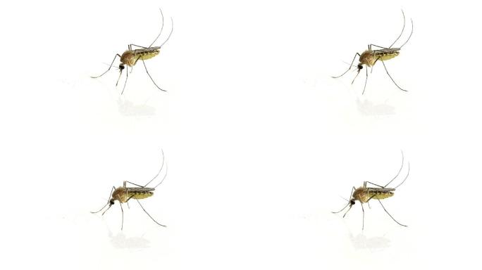 蚊子传染病