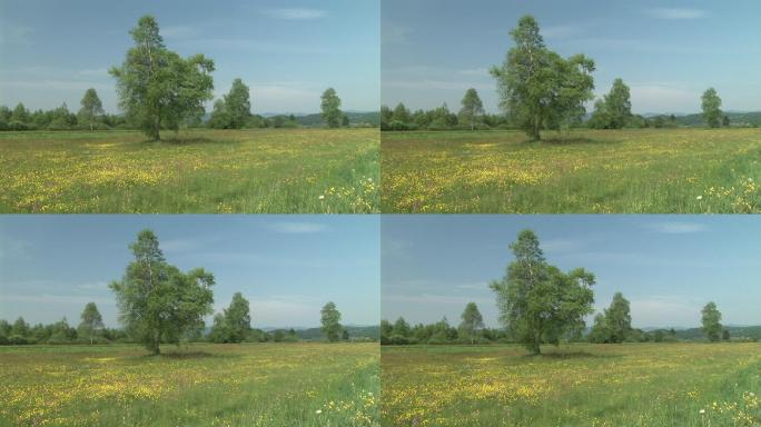 HD：春天的草地一棵树黄色野花