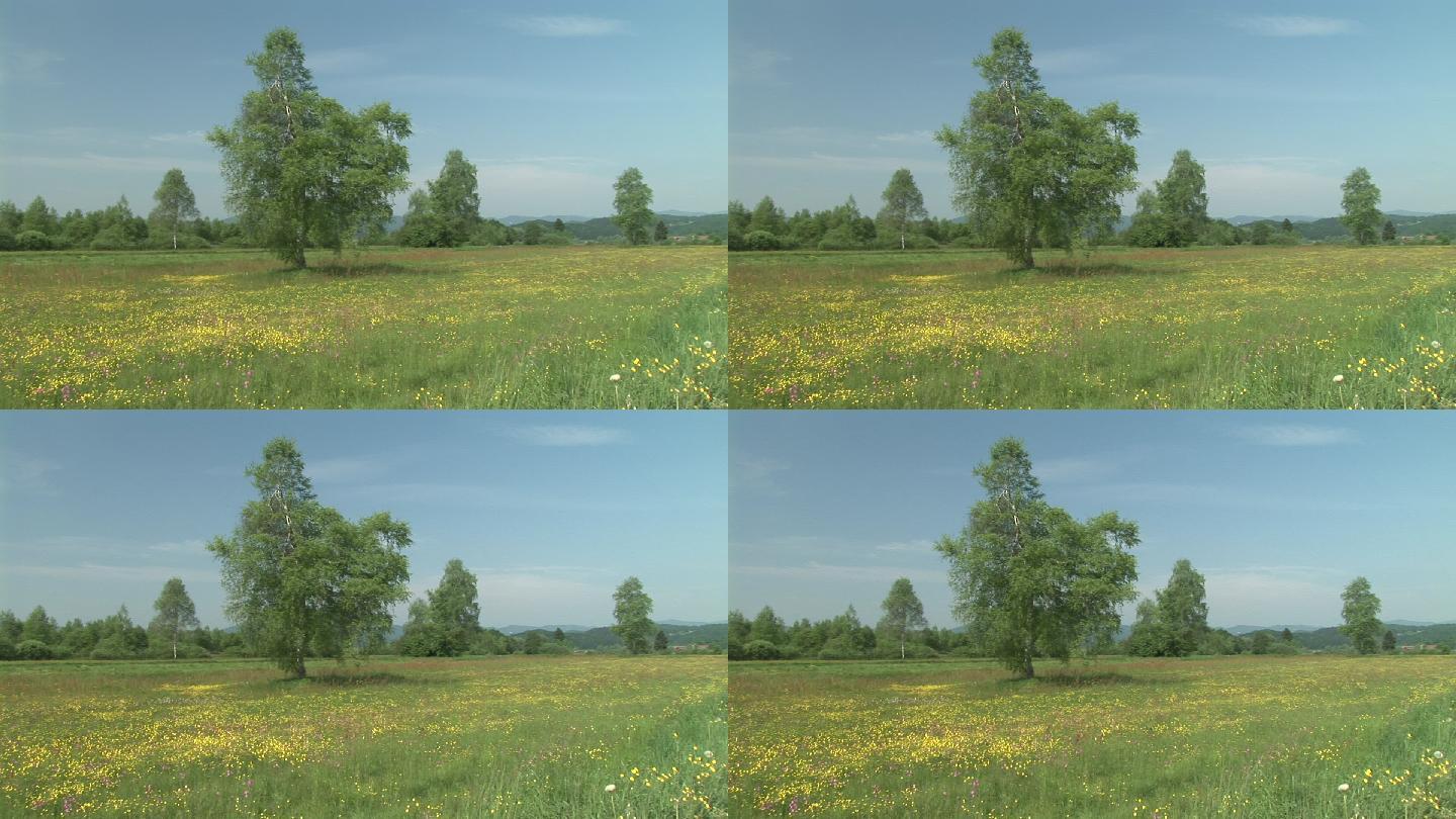HD：春天的草地一棵树黄色野花