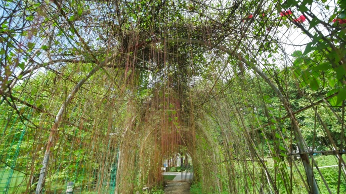 藤蔓植物拱门隧道