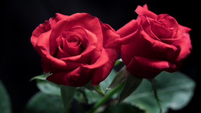 红色玫瑰花开花延时