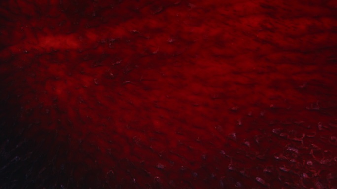 抽象红色流体背景阴间红海