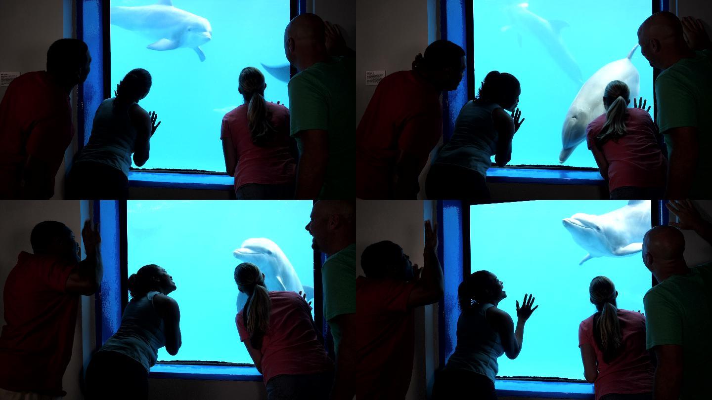 四名成年人在水族馆观看水下海豚