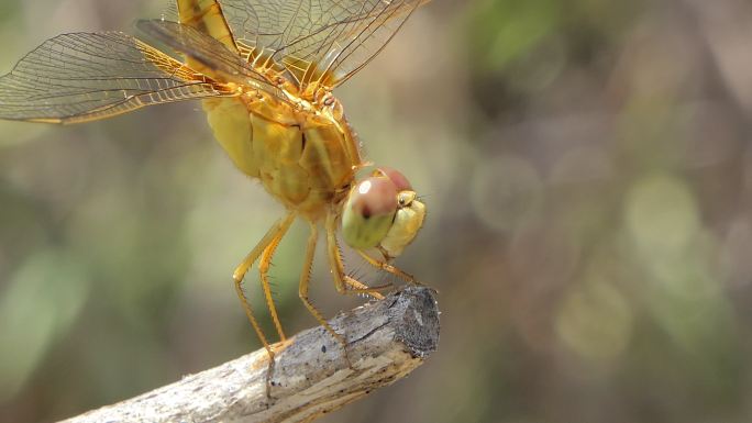 栖息在湿地树枝上的金蜻蜓。