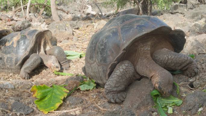 加拉帕戈斯巨龟乌龟吃饭