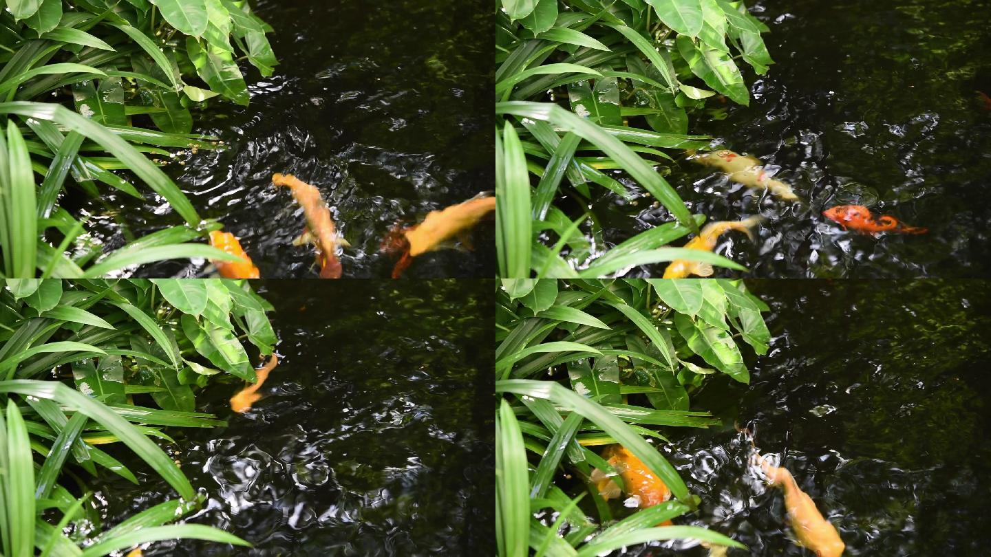 在池塘中用水生植物为彩色锦鲤鱼喂食以净化水质