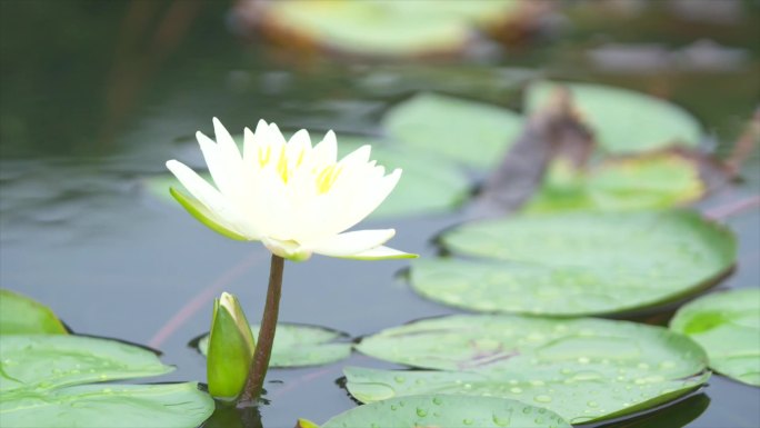 莲花荷花绽放的莲花莲花池雨景睡莲A009