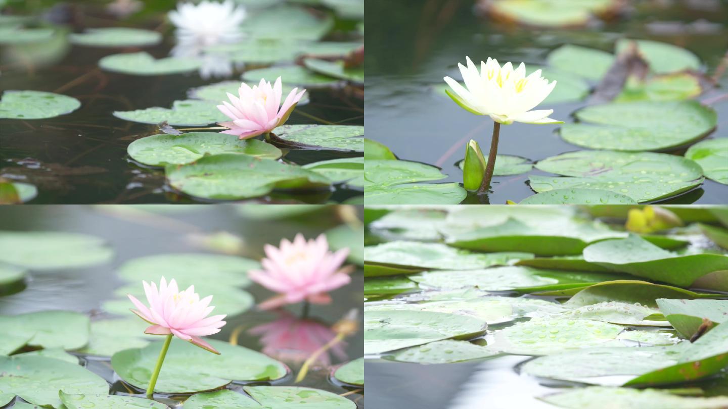 莲花荷花绽放的莲花莲花池雨景睡莲A009