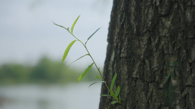 4k柳树上嫩芽