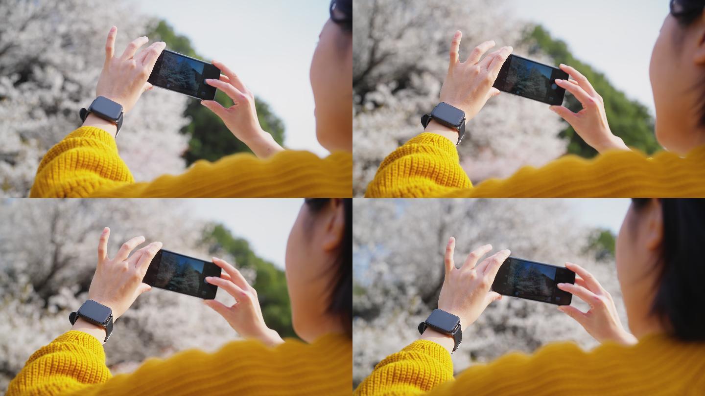 年轻女子在大自然中用智能手机拍摄樱花树