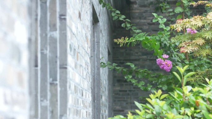 雨中的景色雨景树木树叶雨滴 A009