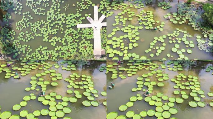 西双版纳热带雨林自然保护区合集