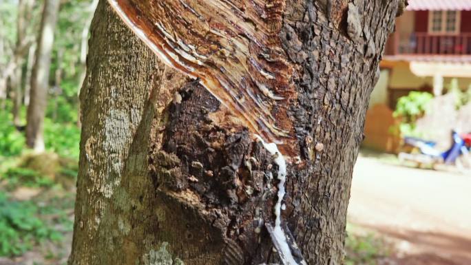 橡胶树（Hevea brasiliensis）树液采胶