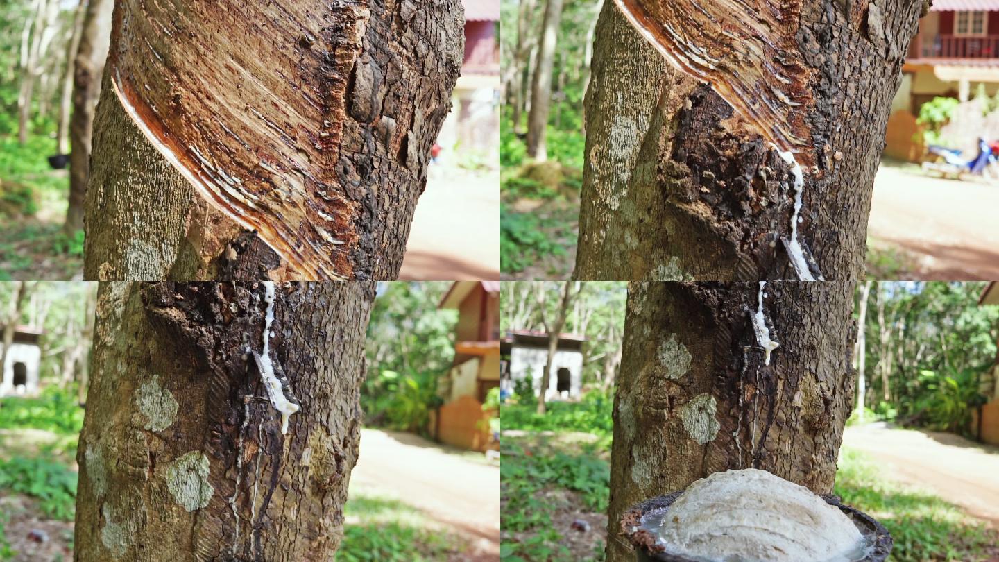橡胶树（Hevea brasiliensis）树液采胶