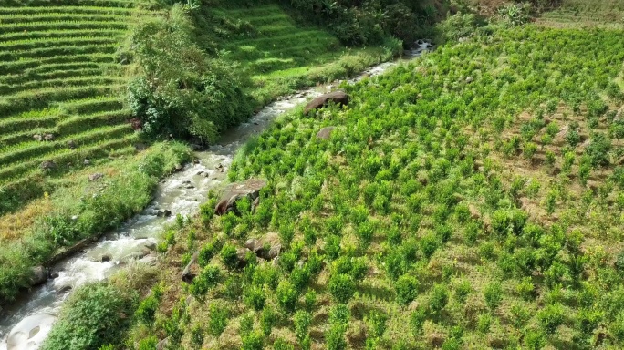 沃柑种植基地