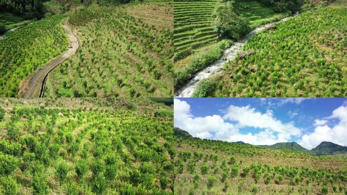 沃柑种植基地