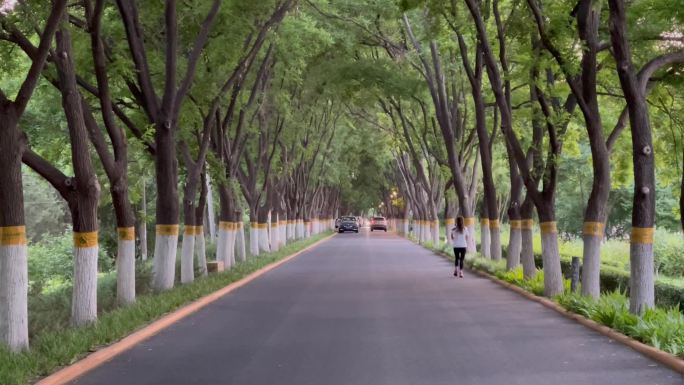 摇绿树成荫小路休闲骑自行车散步锻炼的人