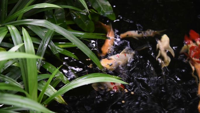 在池塘中用水生植物为彩色锦鲤鱼喂食以净化水质