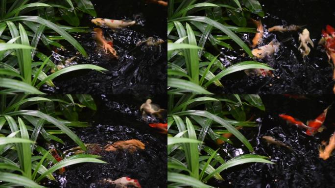 在池塘中用水生植物为彩色锦鲤鱼喂食以净化水质
