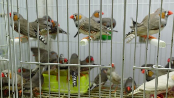 许多斑马雀在笼子里飞翔