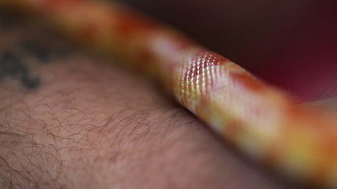 爬行玉米蛇毒蛇宠物红色斑点纹身