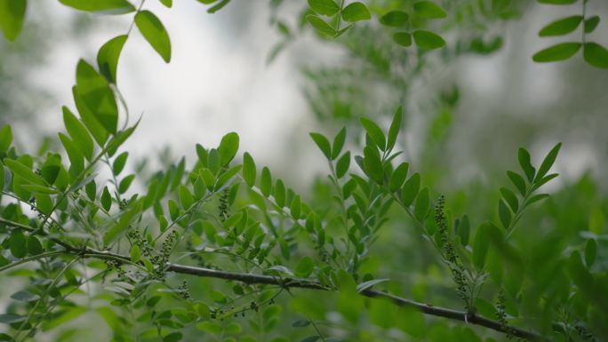 4k植物特写大自然美景唯美空境