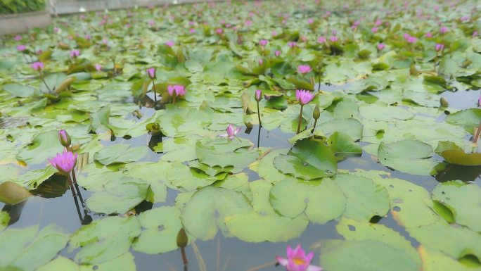 4K高清莲花荷花池蜜蜂采蜜