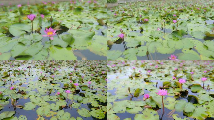 4K高清莲花荷花池蜜蜂采蜜