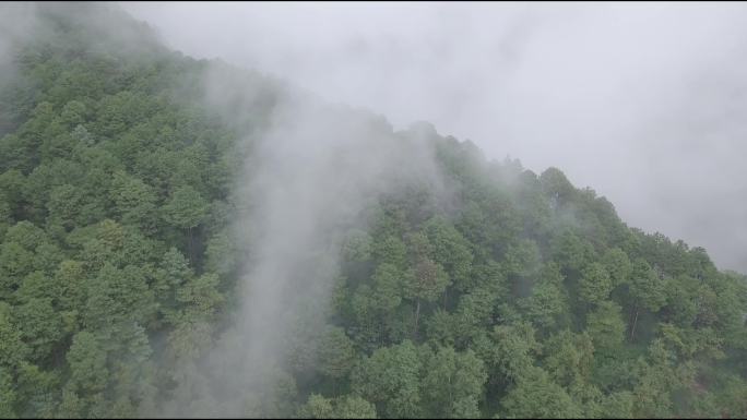 森里平流雾