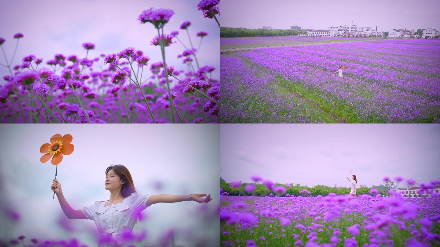 马鞭草紫色花海美女享受生活蜜蜂采蜜