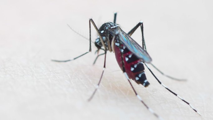 蚊子在皮肤上吸血吸血的蚊子蚊子肚子里的血