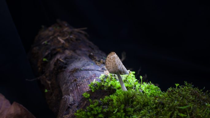 野生菌菇生长环境延时摄影