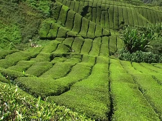 棕榈茶园茶园田垄