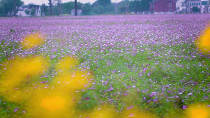 夏日格桑花海