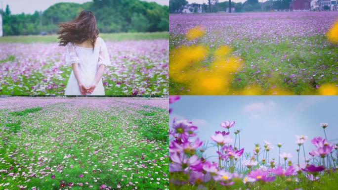 夏日格桑花海