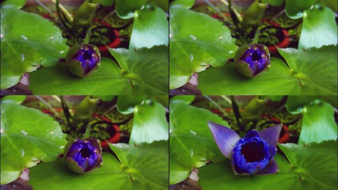 蓝色莲花开花延时