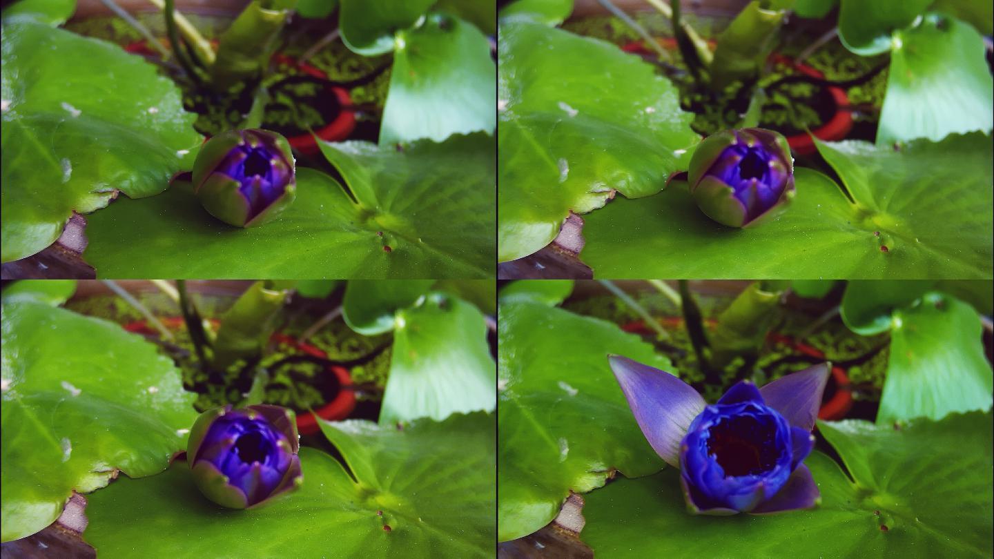 蓝色莲花开花延时