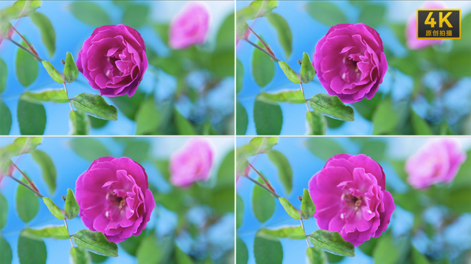月季花蔷薇花鲜花开放延时视频
