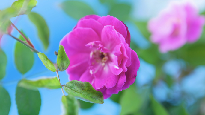 月季花蔷薇花鲜花开放延时视频