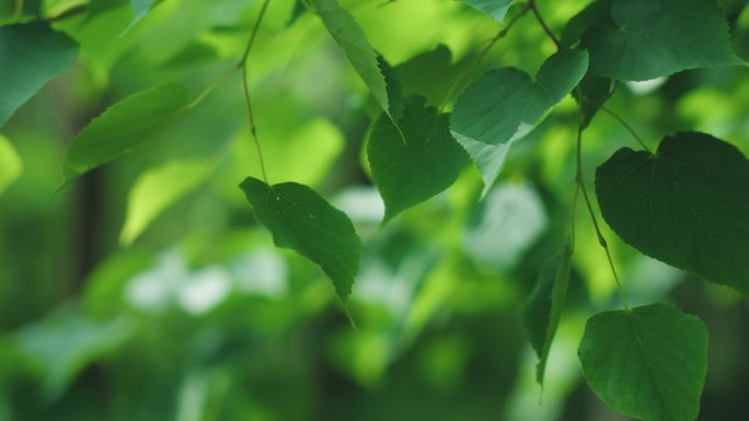 4k植物特写大自然美景唯美空境