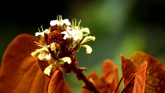 金叶紫荆花（BAUHINIA AUREIFOLIA），泰国南部纳拉提瓦省的特有植物