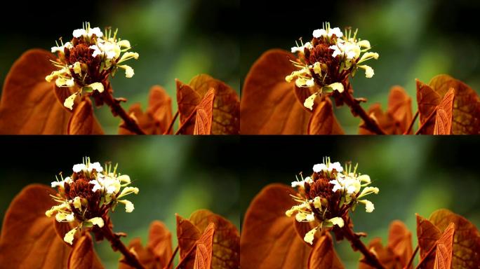 金叶紫荆花（BAUHINIA AUREIFOLIA），泰国南部纳拉提瓦省的特有植物