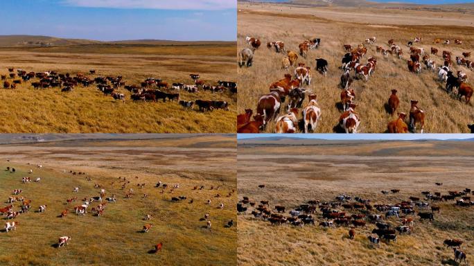4K航拍草原上的牛群